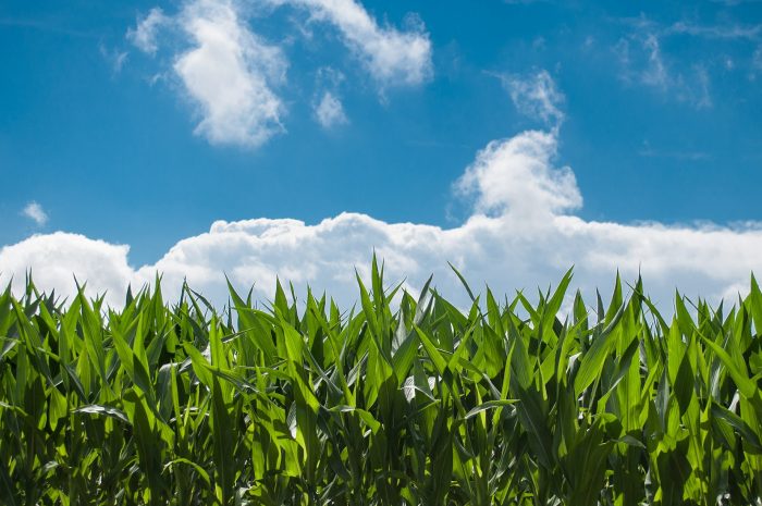 corn-field-440338_1920